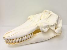 A replica orca whale skull