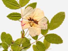 photo of a flower