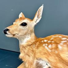 Close up of a taxidermied deer.