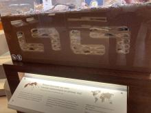 The now clean Ant Chambers in the Bug Gallery at Royal Alberta Museum
