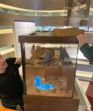 Live Animals Team members look into the ant tank from either side.