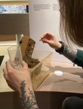A Live Animals Team member carefully uses tweezers to move an ant.