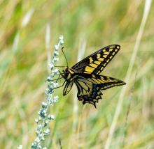 A bright yellow and black butterfly perched on a plant.