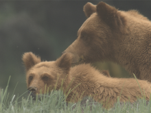 A bear cub and mother bear look curiously to the left.