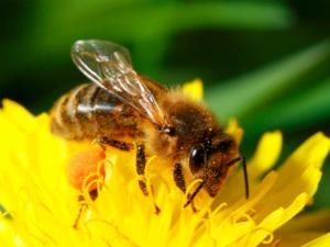 a honey bee on a dandelion