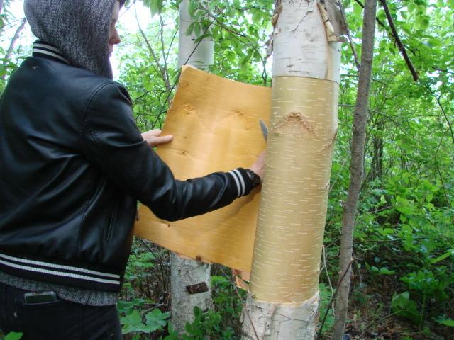 peeling bark from a tree