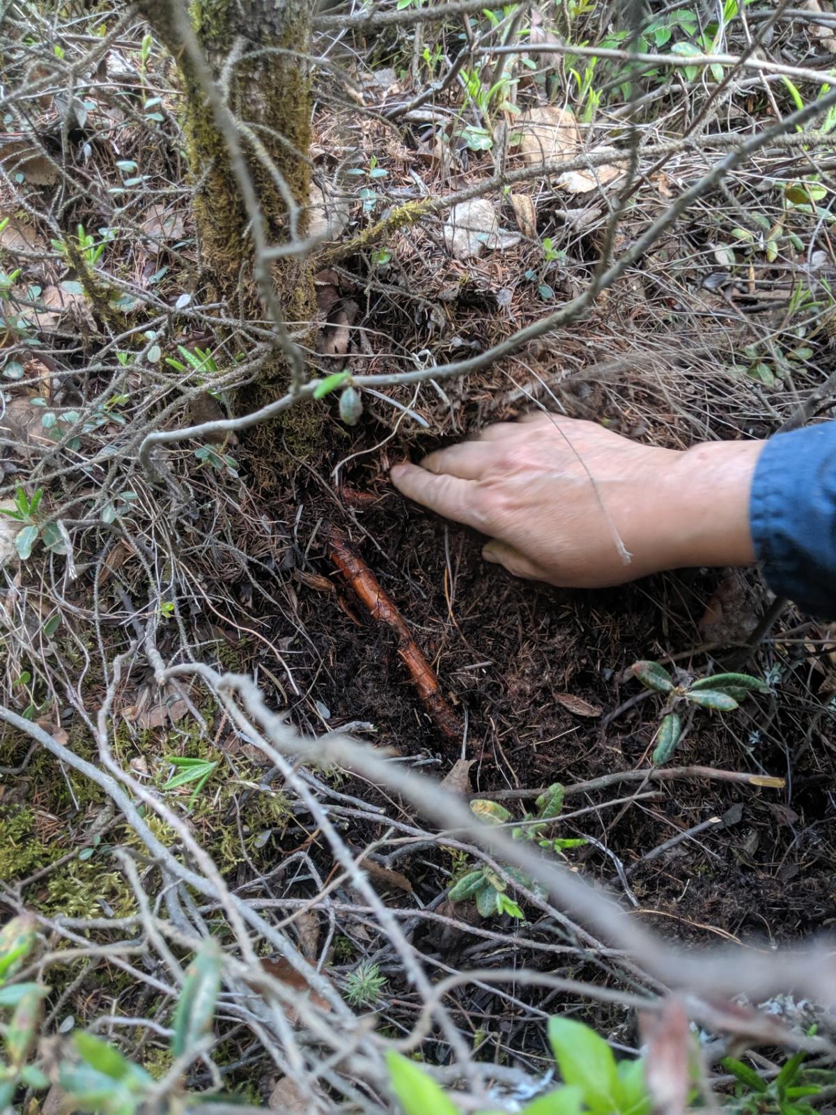 digging the roots around a tree