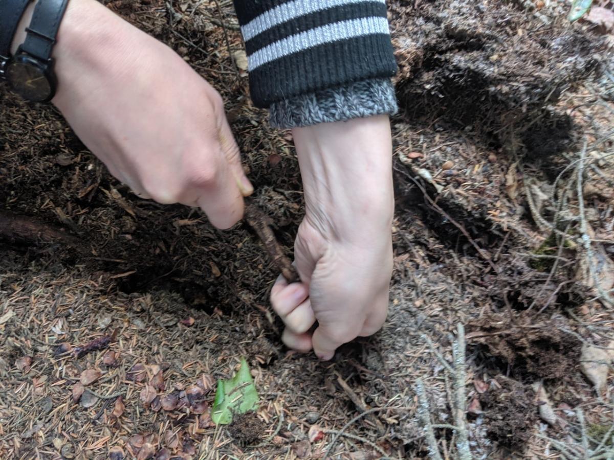 pulling roots up