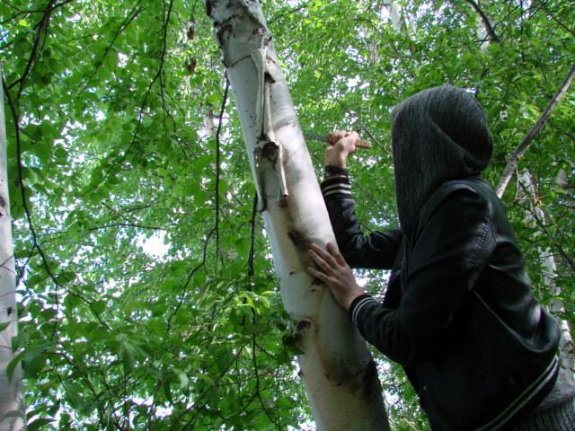 a woman cutting bark from a tree