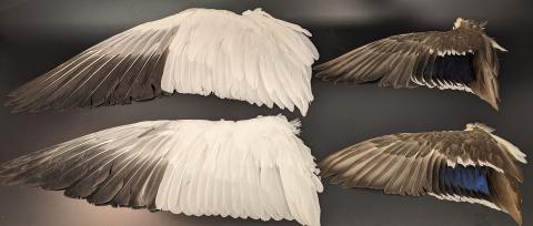 An Image of four bird wings spread for preservation as museum specimens. Two are from a white and grey bird, the other two are from a brown bird with blue highlights.