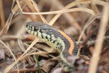 Up close photo of a plains garter snake slithering through dry brush.